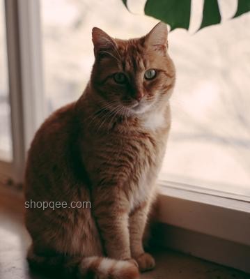 看到真正的决战猫猫之颠：宠物电商行业巅峰之战深度剖析