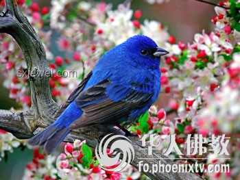 现实版安小鸟与原著角色对比分析