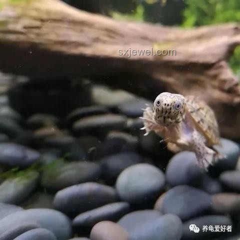 小孩被天降乌龟砸死案：饲主责任与赔偿分析